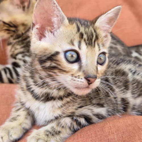 Sublime femelle bengal brown rosette #2
