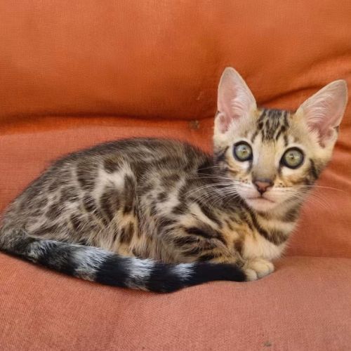 Sublime femelle bengal brown rosette