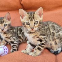 Sublime femelle bengal brown rosette #1