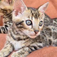 Sublime femelle bengal brown rosette #2