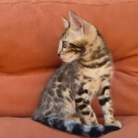 Sublime femelle bengal brown rosette #3