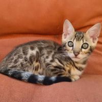 Sublime femelle bengal brown rosette