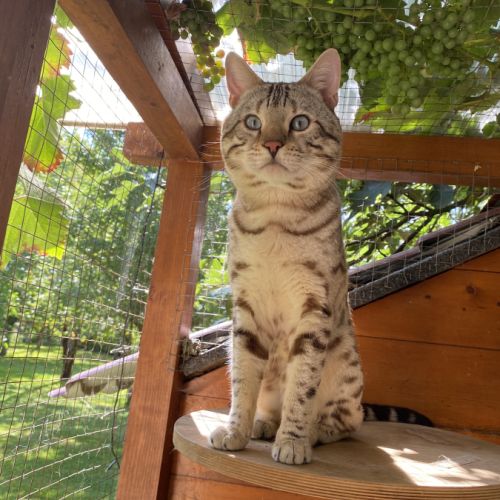 Superbe mâle bengal snow mink pour retraite. #3