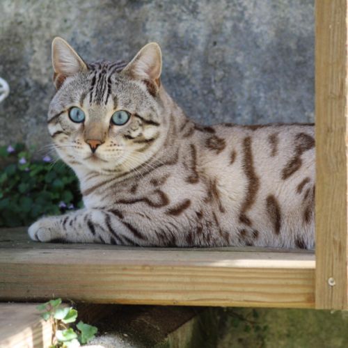 Superbe mâle bengal snow mink pour retraite. #4