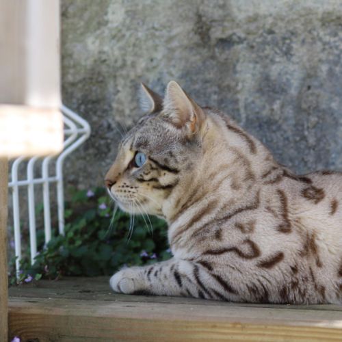 Superbe mâle bengal snow mink pour retraite. #5