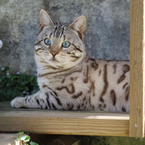 Superbe mâle bengal snow mink pour retraite. #6