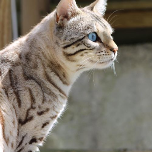 Superbe mâle bengal snow mink pour retraite.