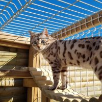 Superbe mâle bengal snow mink pour retraite. #1