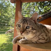 Superbe mâle bengal snow mink pour retraite. #2
