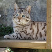 Superbe mâle bengal snow mink pour retraite. #6