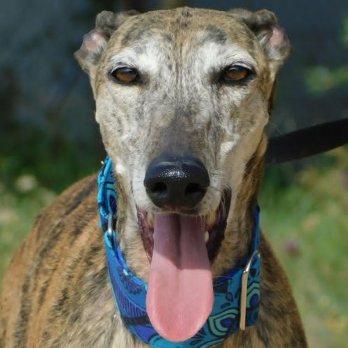 Kenia, galga très câline et proche de l'humain #1