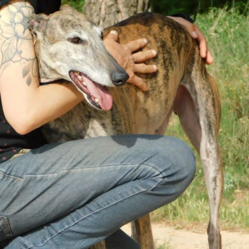 Kenia, galga très câline et proche de l'humain #3
