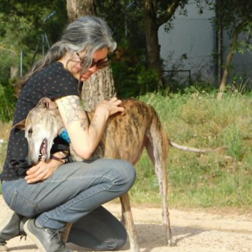 Kenia, galga très câline et proche de l'humain #5