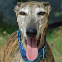Kenia, galga très câline et proche de l'humain #1