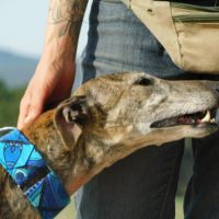 Kenia, galga très câline et proche de l'humain #2