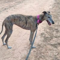 Kenia, galga très câline et proche de l'humain
