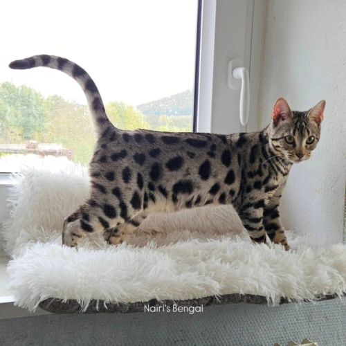 Superbe femelle bengal silver froide.