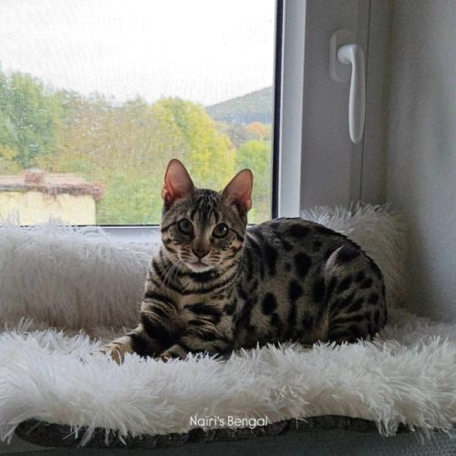 Superbe femelle bengal silver froide. #2