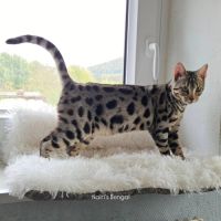 Superbe femelle bengal silver froide.