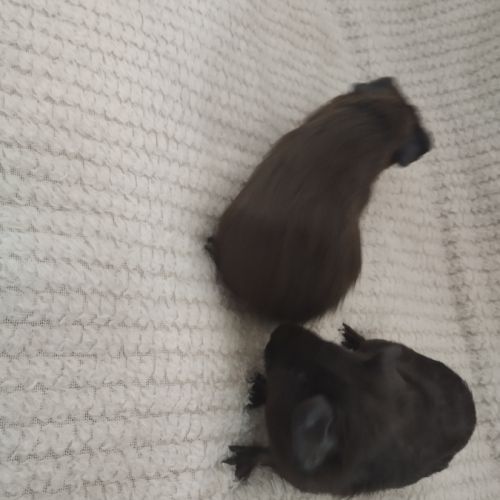 Trois femelles et deux mâles cochon d'inde #1