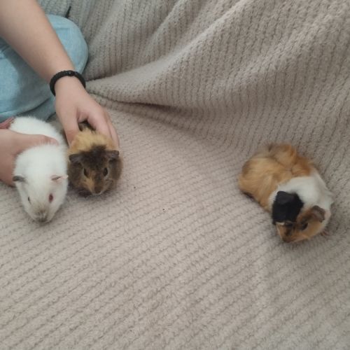Trois femelles et deux mâles cochon d'inde #5