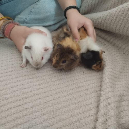 Trois femelles et deux mâles cochon d'inde #6