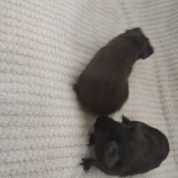 Trois femelles et deux mâles cochon d'inde #1