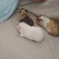 Trois femelles et deux mâles cochon d'inde #4