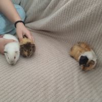 Trois femelles et deux mâles cochon d'inde #5