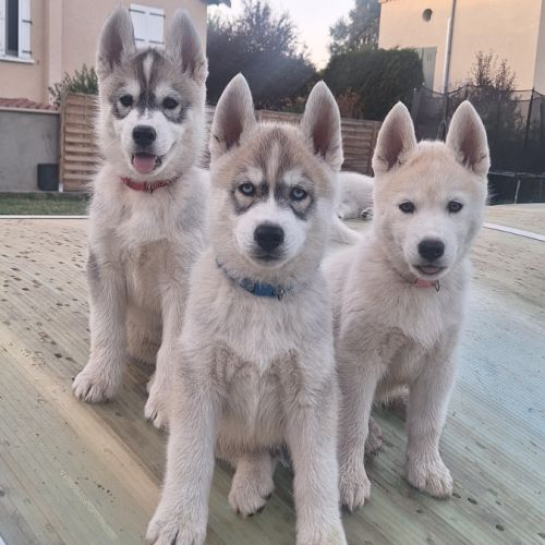 Chiot husky lof disponible #1