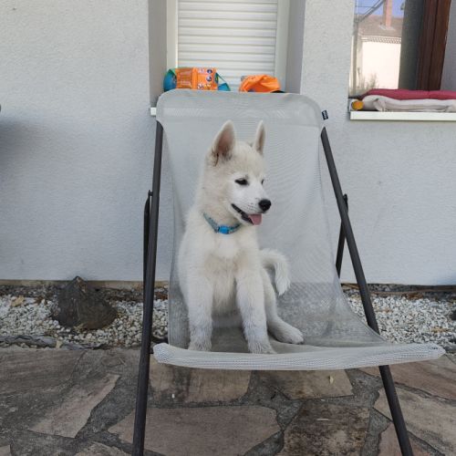 Chiot husky lof disponible #2