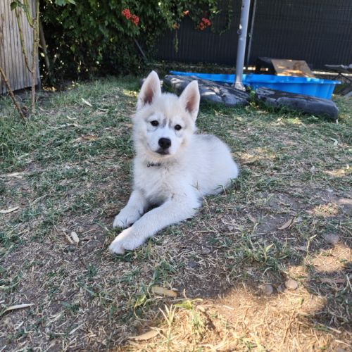 Chiot husky lof disponible #3