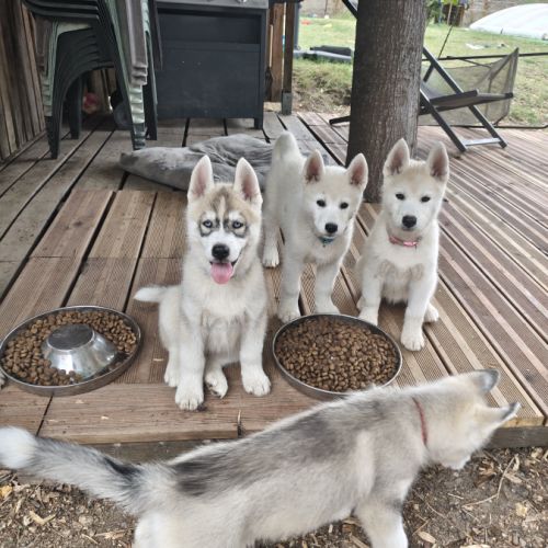 Chiot husky lof disponible #7