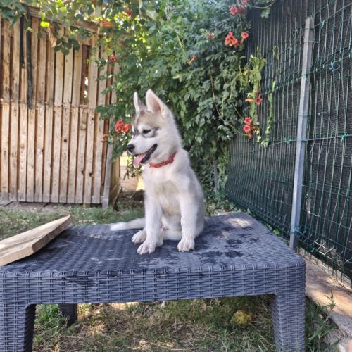 Chiot husky lof disponible #8