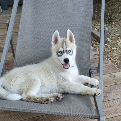Chiot husky lof disponible #0