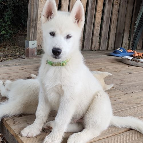 Chiot husky lof disponible #4