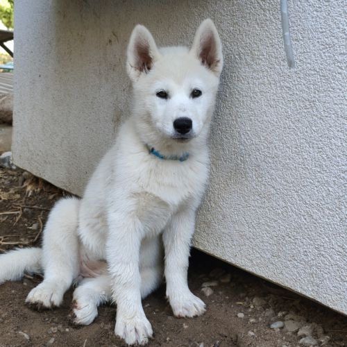 Chiot husky lof disponible