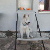 Chiot husky lof disponible #2