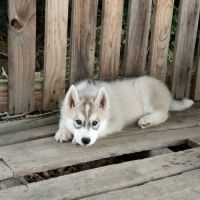 Chiot husky lof disponible #4