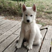 Chiot husky lof disponible #5