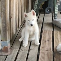Chiot husky lof disponible #6