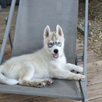 Chiot husky lof disponible