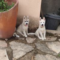 Chiot husky lof disponible #10
