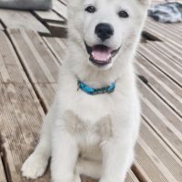 Chiot husky lof disponible #3