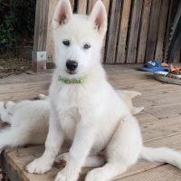 Chiot husky lof disponible #4