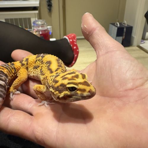 Gecko léopard #1