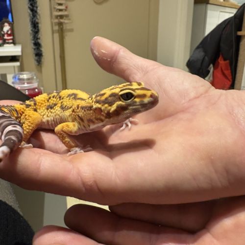 Gecko léopard