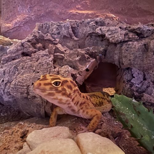 Gecko léopard #3
