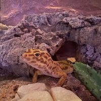 Gecko léopard #3