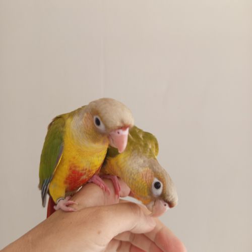 Conure molinae eam #2